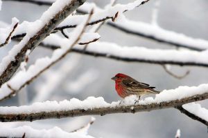 640px-Bird_in_Snow